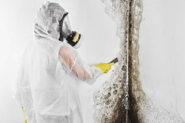 Muscatine, IA Mold Remediation Company